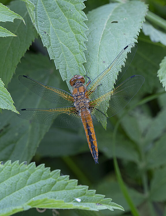 Scarce Chaser (female) Libellula fulva