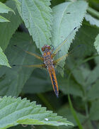 Scarce Chaser (female) Libellula fulva