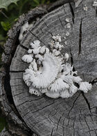 Splitgill fungus: Schizophyllum commune