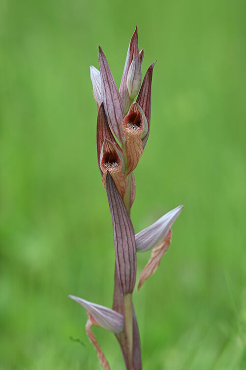 Tongue Orchid: Serapias lingua