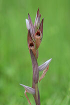 Tongue Orchid: Serapias lingua