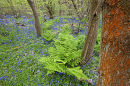 The alga Trentepohlia, growing on an oak trunk, in a Surrey Bluebell wood