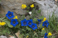 Trumpet Gentian: Gentiana acaulis