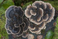 Turkeytail fungus: Trametes versicolor