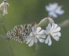 U/D Fritillary