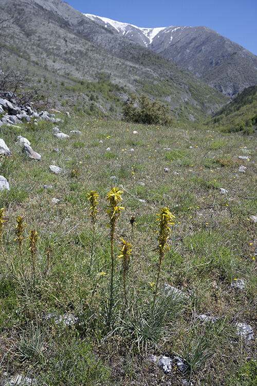 Yellow Asphodel in habitat (Asphodeline lutea)