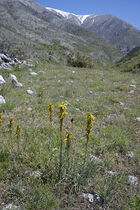 Yellow Asphodel in habitat (Asphodeline lutea)