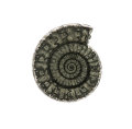 Fossil ammonite: Dactylioceras sp.