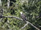Bald Eagle, Vancouver Island, Canada.