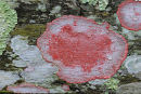 Blood Lichen. Corkscrew Swamp, Florida