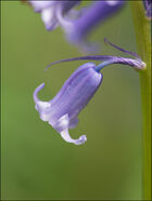 Bluebell close-up - a very beautiful flower!
