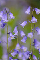 Bluebells with "mushy" background