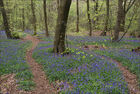 Bluebell woodland with no sky.