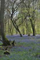 Bluebells shot in "bright overcast" conditions