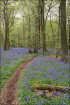 Bluebell woodland with distracting sky