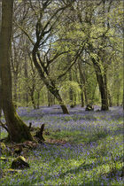 Bluebells shot in sunny conditions