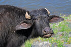 Buffalo. Lake Kerkini, Greece