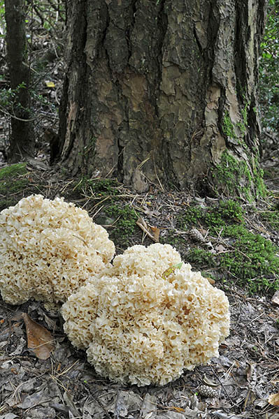 Cauliflower Fungi