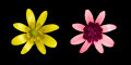 Lesser Celandine (Ranunculus ficaria) in visible and UV light