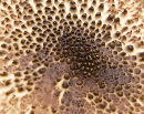 Chestnut Parasol (Lepiota castanea) Cap detail. Surrey, England.