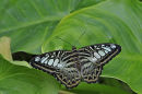 Clipper Butterfly