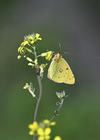 Clouded Yellow: Colias crocea