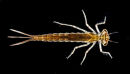 Damselfly larva - darkfield lighting