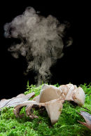 Earthstar fungus (Geastrum triplex) discharging spores