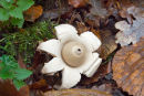 Earthstar Fungus (Geastrum triplex)