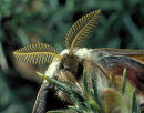 Emperor Moth (Saturnia pavonia) Male - antennae used to detect scent of female. Surrey, England.
