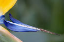 Strelitzia reginae