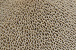 Spore tubes on underside of toadstool: Boletus sp.