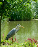 Grey Heron