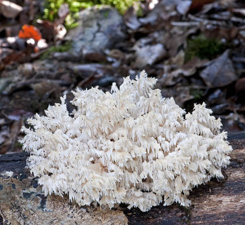 Coral Tooth Fungus: Hericium coralloides