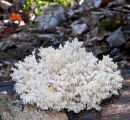 Coral Tooth Fungus: Hericium coralloides