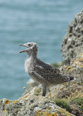 Herring Gull: Larus argentatus. chick.