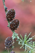 Japanese Larch: Larix kaempferi. Cones against background of Japanese maples
