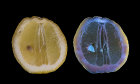 Lemon in visible and fluorescing in UV light