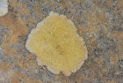 Unidentified lichen: Beinn Eighe, Torridon, Scotland