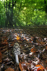 Magpie Fungus: Coprinus picaceus