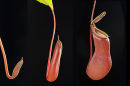 Series showing development of "pitcher" on Insectivorous plant Nepenthes elata