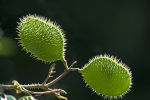 Nickerbean: Caesalpinia bonduc.