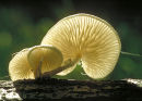 Porcelain Fungus (Oudemansiella mucida) Beech woodland, Surrey, England