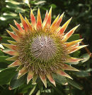 King Protea (Protea cynaroides)