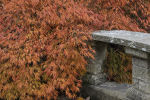 Japanese Maple: Acer palmatum "dissectum"