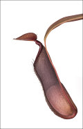 Carnivorous Pitcher Plant: Nepenthes sanguinea