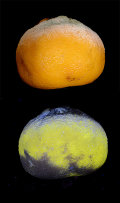 Mould on Satsuma in visible and ultraviolet light