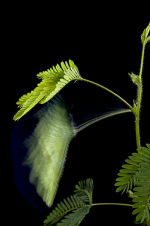 Sensitive Plant: Mimosa pudica.