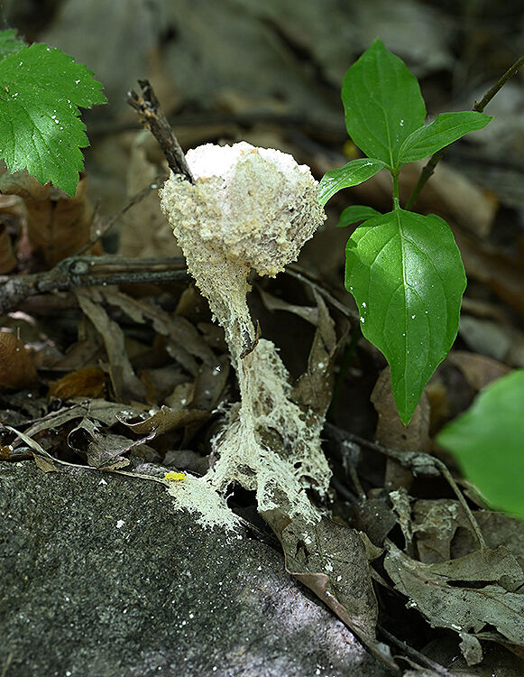 Slime mould: poss. Fuligo septica