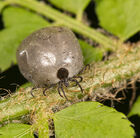 Tick: Ixodes sp. Removed from my dog!